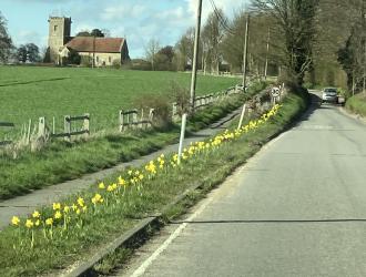 daffodils with Church in background spring 2023