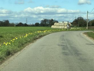 roadside daffodils spring 2023